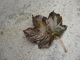 brown autumn leaf on the rad