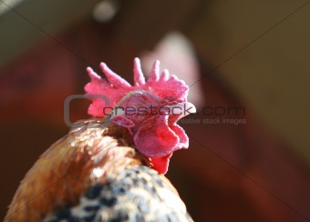 Low Angle Rooster