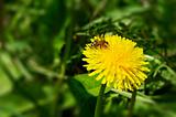 yellow dandelon with bee