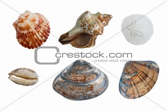 Isolated Group of Seashells