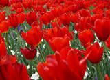 Sea of Red Tulips in the Wind