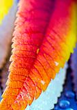 Colorful leaf
