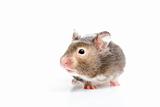 hamster close up isolated