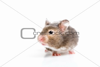 hamster close up isolated