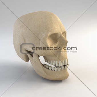 skull 3d rendering
