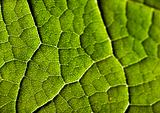 Closeup leaf