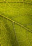 Closeup leaf