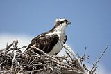 Osprey On A Nest