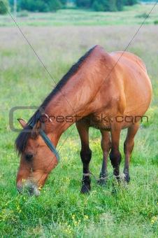 horse on meadow 