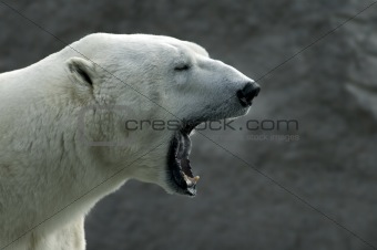 Roaring polar bear