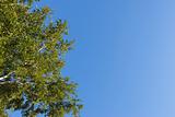 tree crown on blue sky
