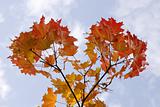 maple leaves on sky