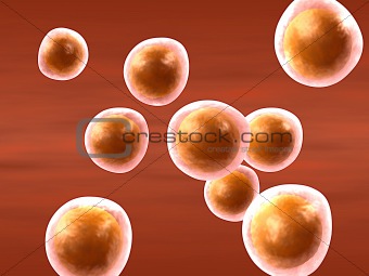 group of cells (oocytes) 
