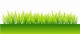 Spring, green grass for your design