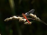 Dragonfly in the summer.