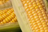 The Corn Cob Series