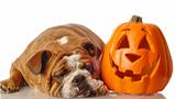 dog resting beside halloween pumpkin