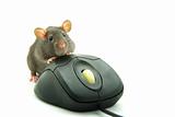  computer mouse 