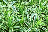 Plants pattern