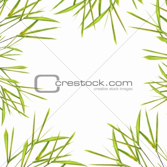 Leaf Of Grass