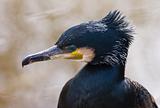 Portrait of Great cormorant 