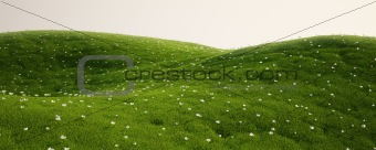 Grass field with white flowers