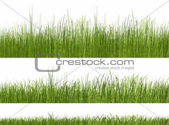 green grass pattern on white background