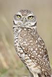 Burrowing Owl (athene cunicularia)