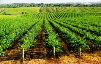 Gorgeous Green Vineyard