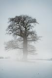 Mist Tree - Winter
