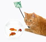 Cat fishing