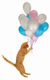 Flying balloon cat