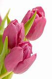 Tree pink tulips