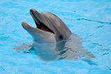 Happy dolphin