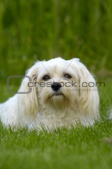 White dog on grass