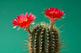 Red cactus bloom (Echinopsis hertrichiana)