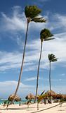 Three Tall Palm Trees
