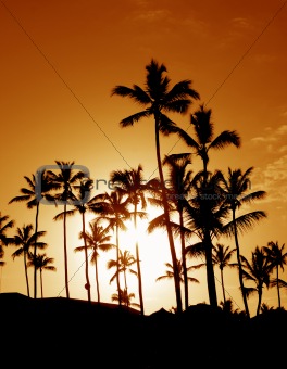 Coconut Palm Tree Silhouettes
