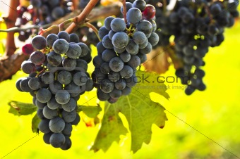 Red grapes