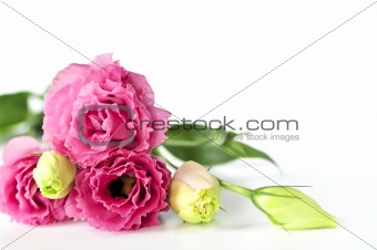 Isolated pink flowers