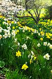 Blooming daffodils in spring park