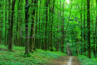 green forest 