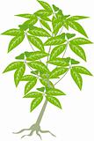 Alocasia frydek jungle plant