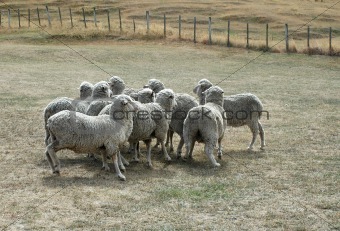 sheep on a dried-up pasture