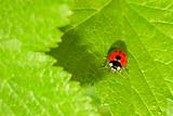 Red ladybug (Coccinella septempunctata) on green leaf