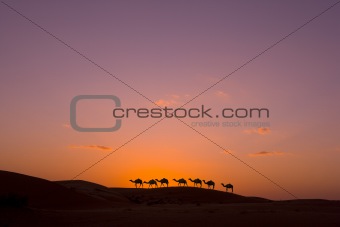 camel caravan in the desert