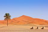 Arabian Sand Dunes and palm tree