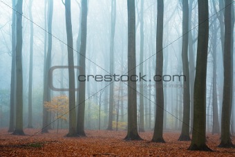 Misty autumn beech forest