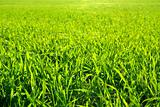  green lawn