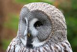 Owl head